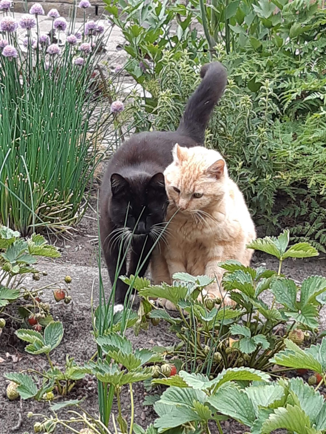 Dikkie Dik en Lowieke