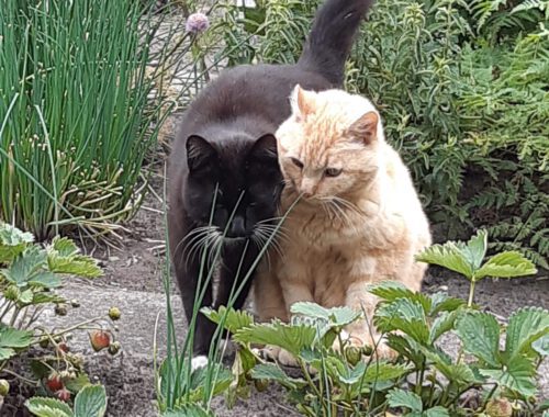 Dikkie Dik en Lowieke