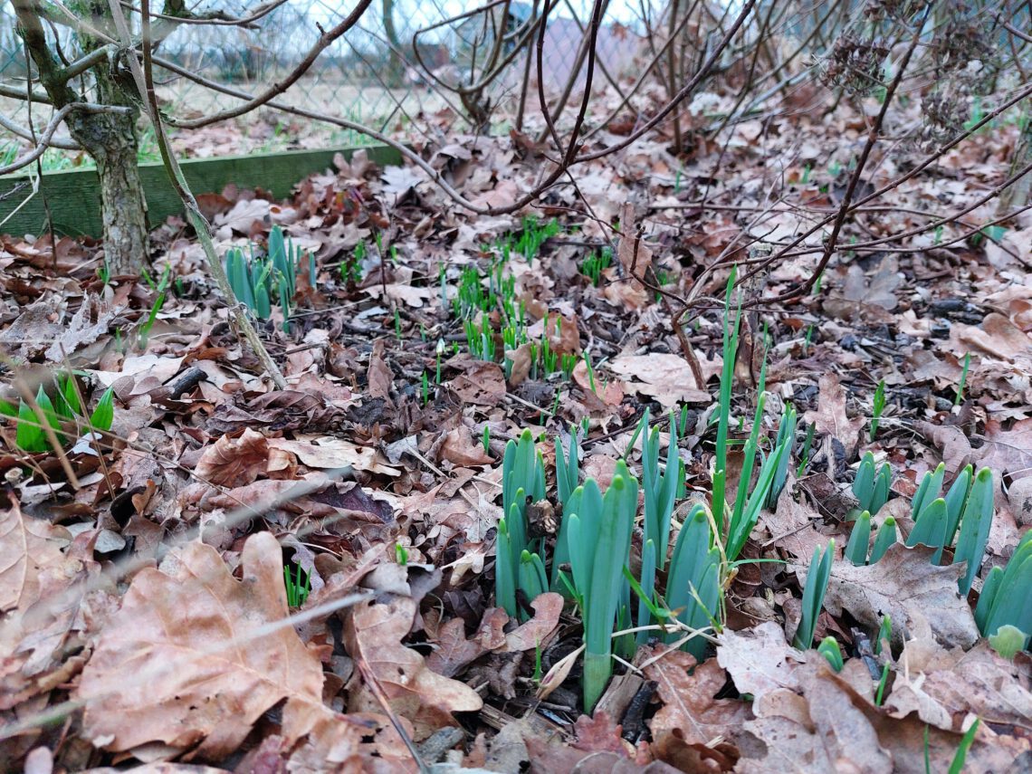 Voorjaarsbollen komen boven