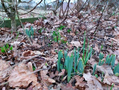 Voorjaarsbollen komen boven