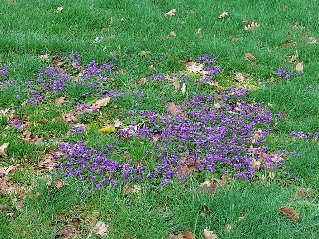 Grasveld met Maarts viooltje