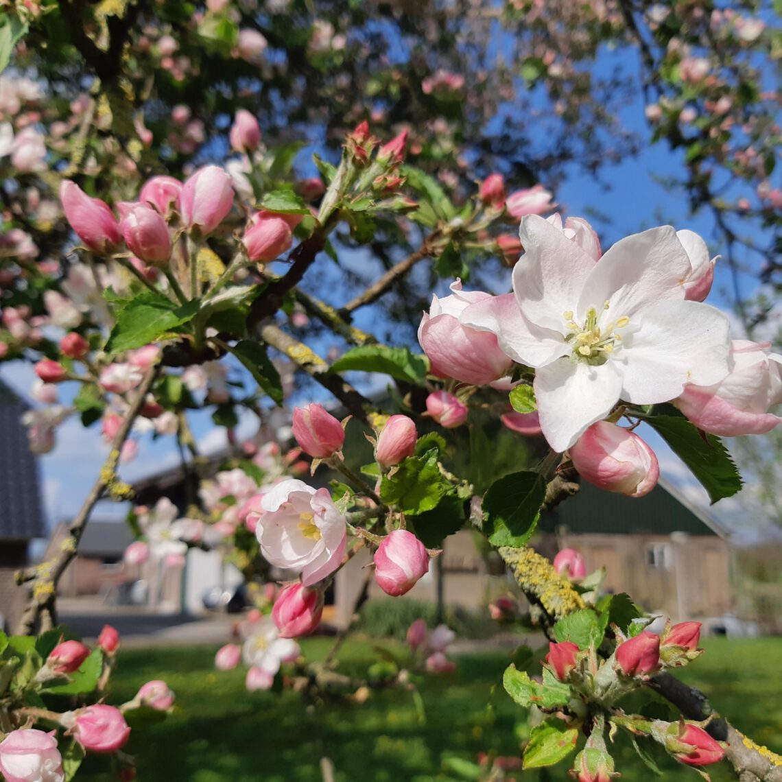 Appelbloesem
