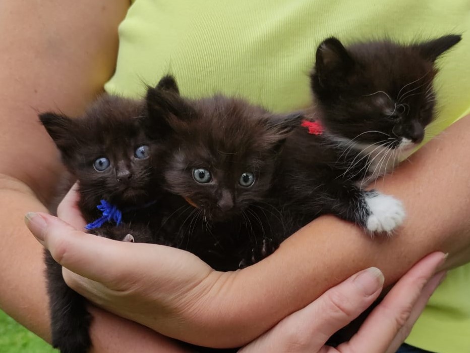 kittens