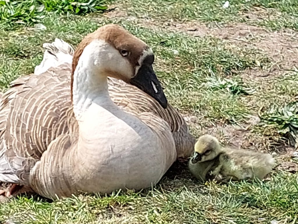 Knobbelgans met kuiken