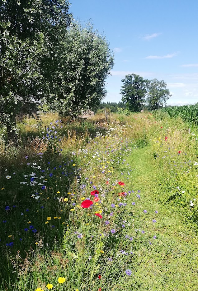 Graspad in bloemenweide