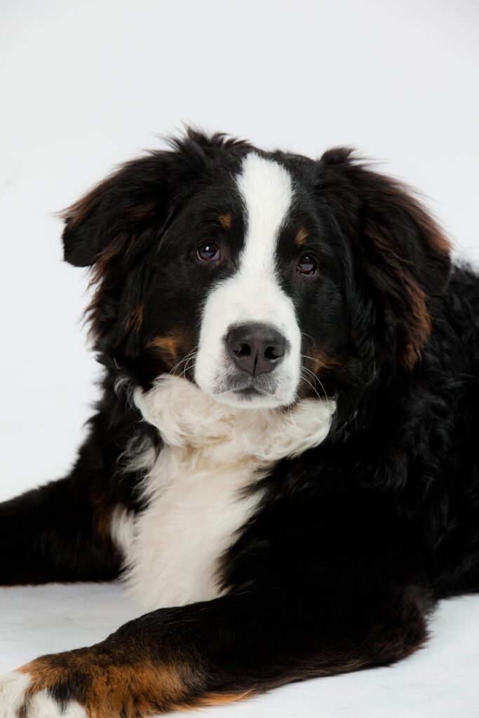 Berner Sennenhond