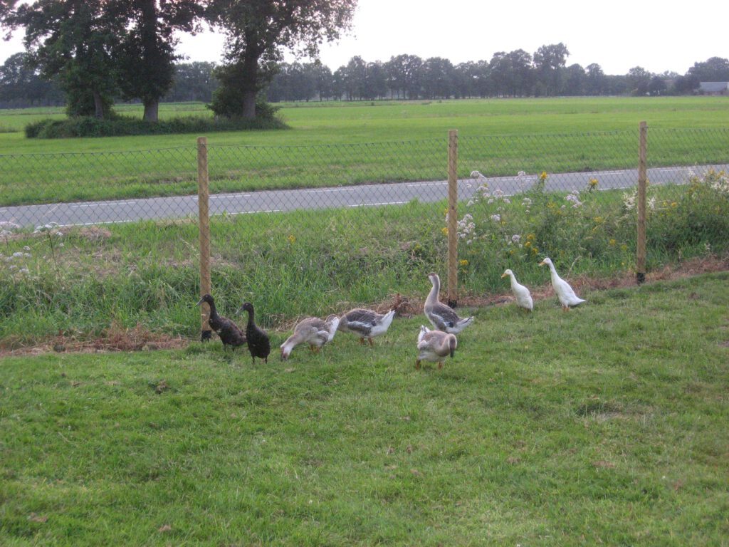 Eenden en ganzen