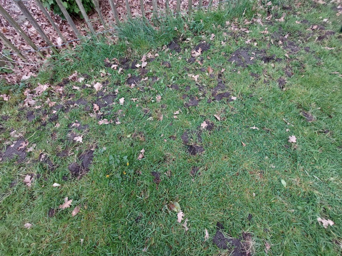 gazon ziet eruit als een knollenveld
