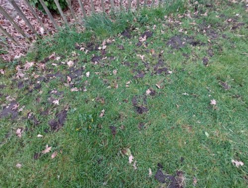 gazon ziet eruit als een knollenveld