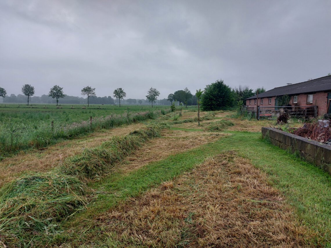 bloemenweide gemaaid voorjaar