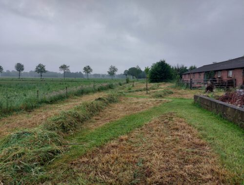 bloemenweide gemaaid voorjaar