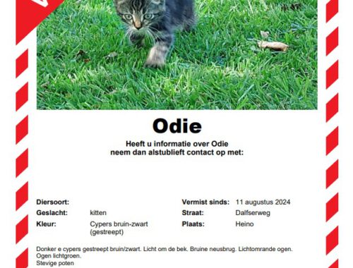 kitten Odie vermist