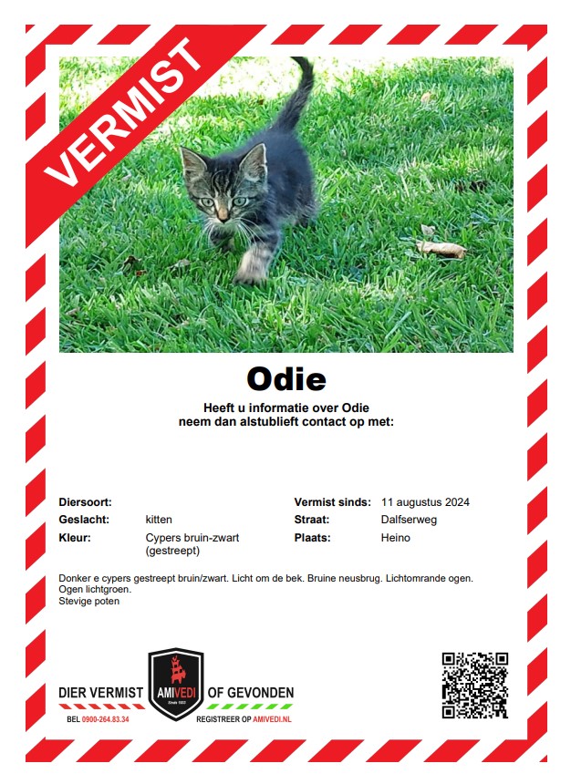 kitten Odie vermist