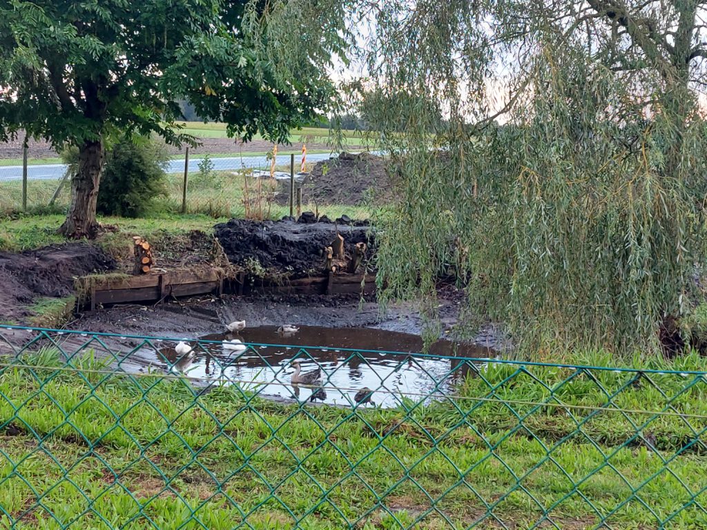 Vijver met ganzen en eenden