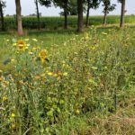 Bloemstrook in bloei