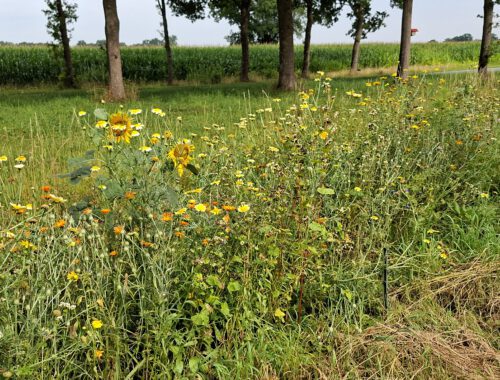 Bloemstrook in bloei