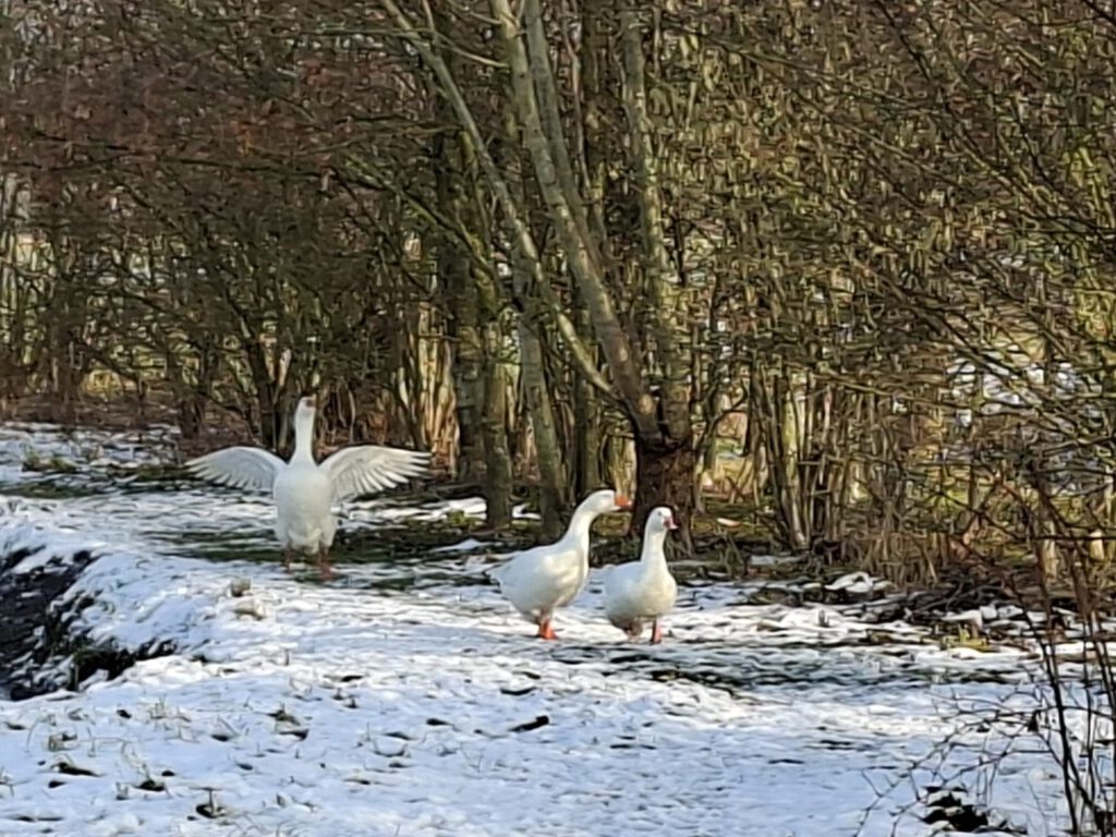 ganzen in sneeuw