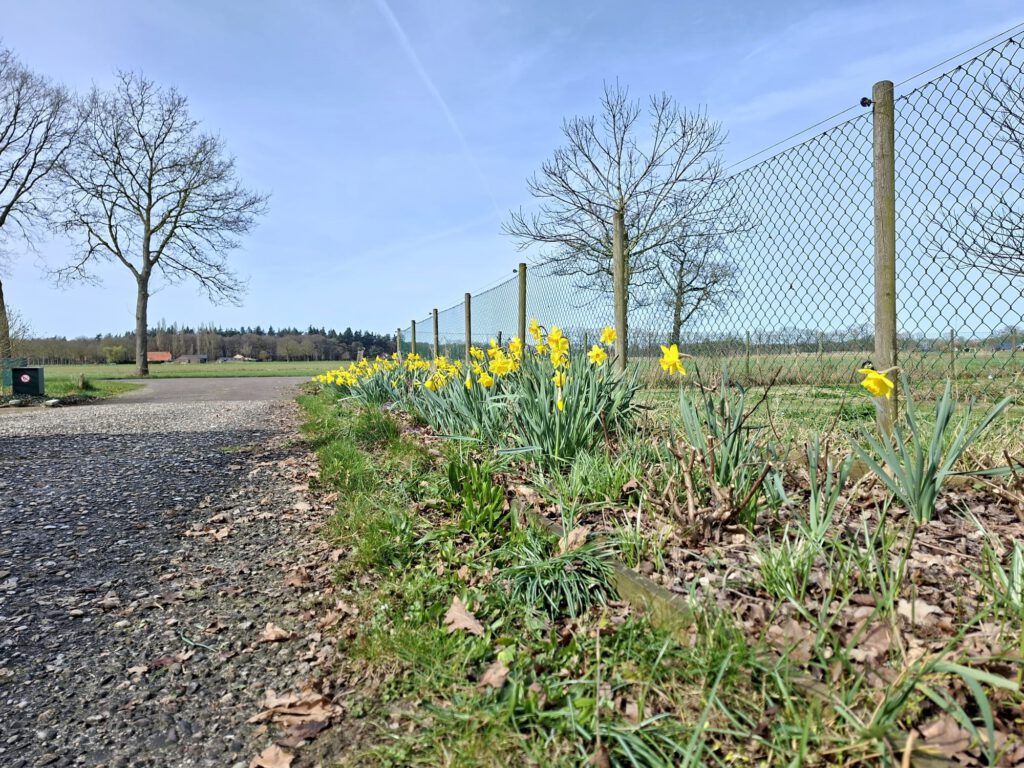 narcissen in bloei